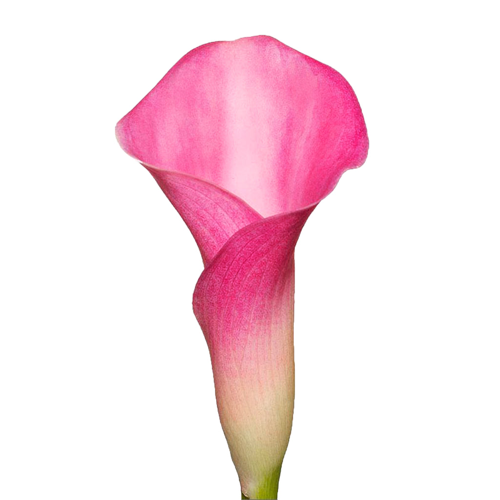small calla lily plant Hot Pink Mini Calla Lilies