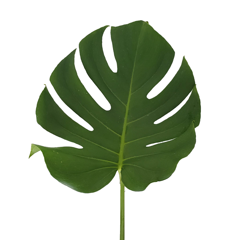bvla monstera leaf Monstera Leaves Medium