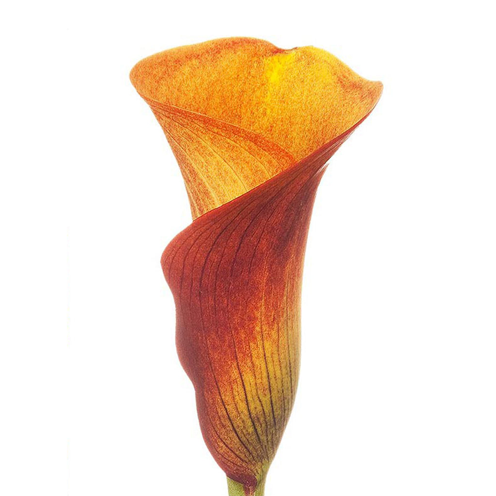 orange calla lily flower Orange Mini Calla Lilies