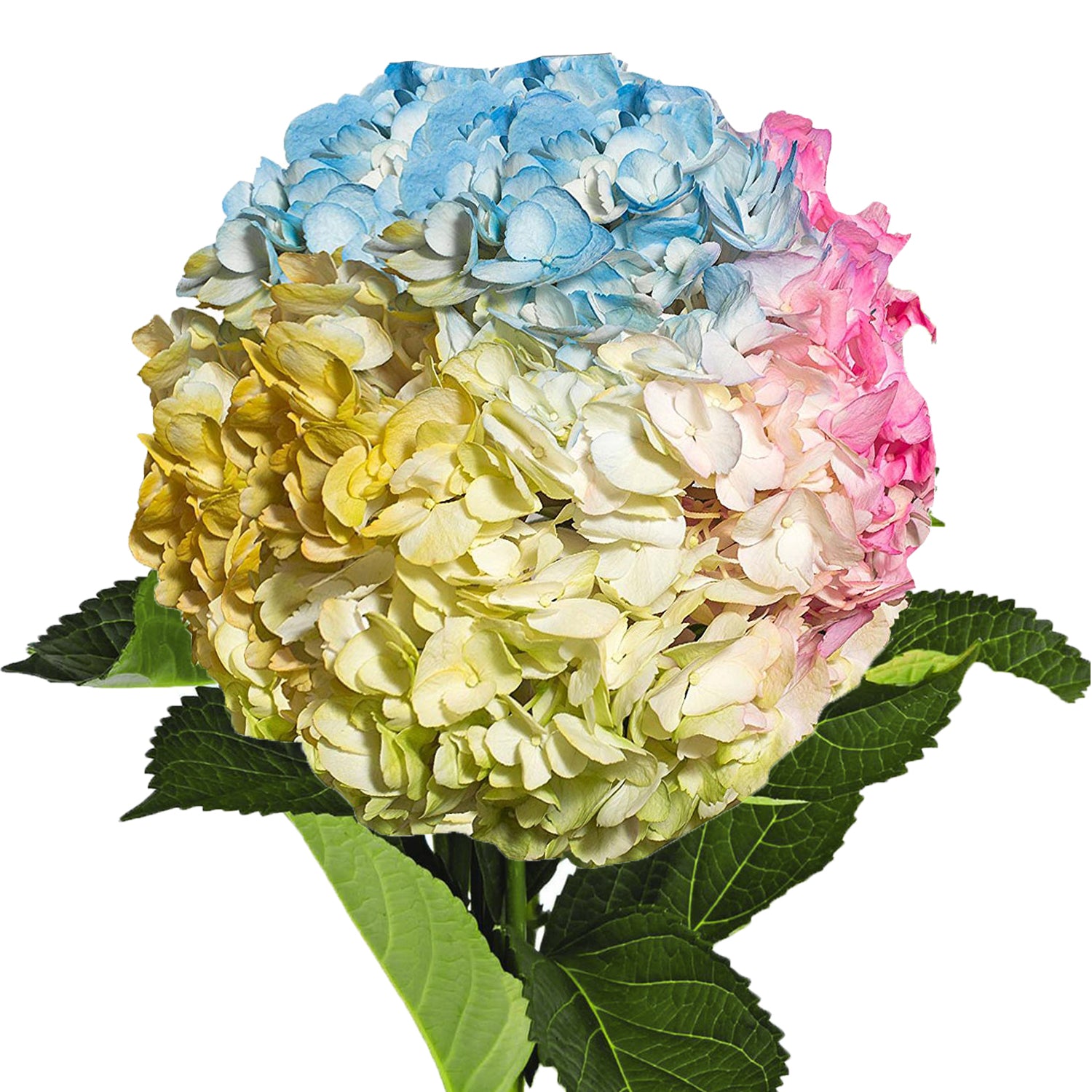 Rainbow_Painted_Hydrangeas_Rai