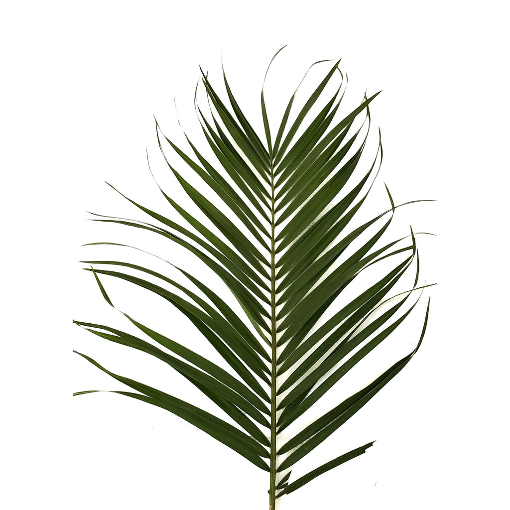 areca o robellini palm saludable Robellini Palm