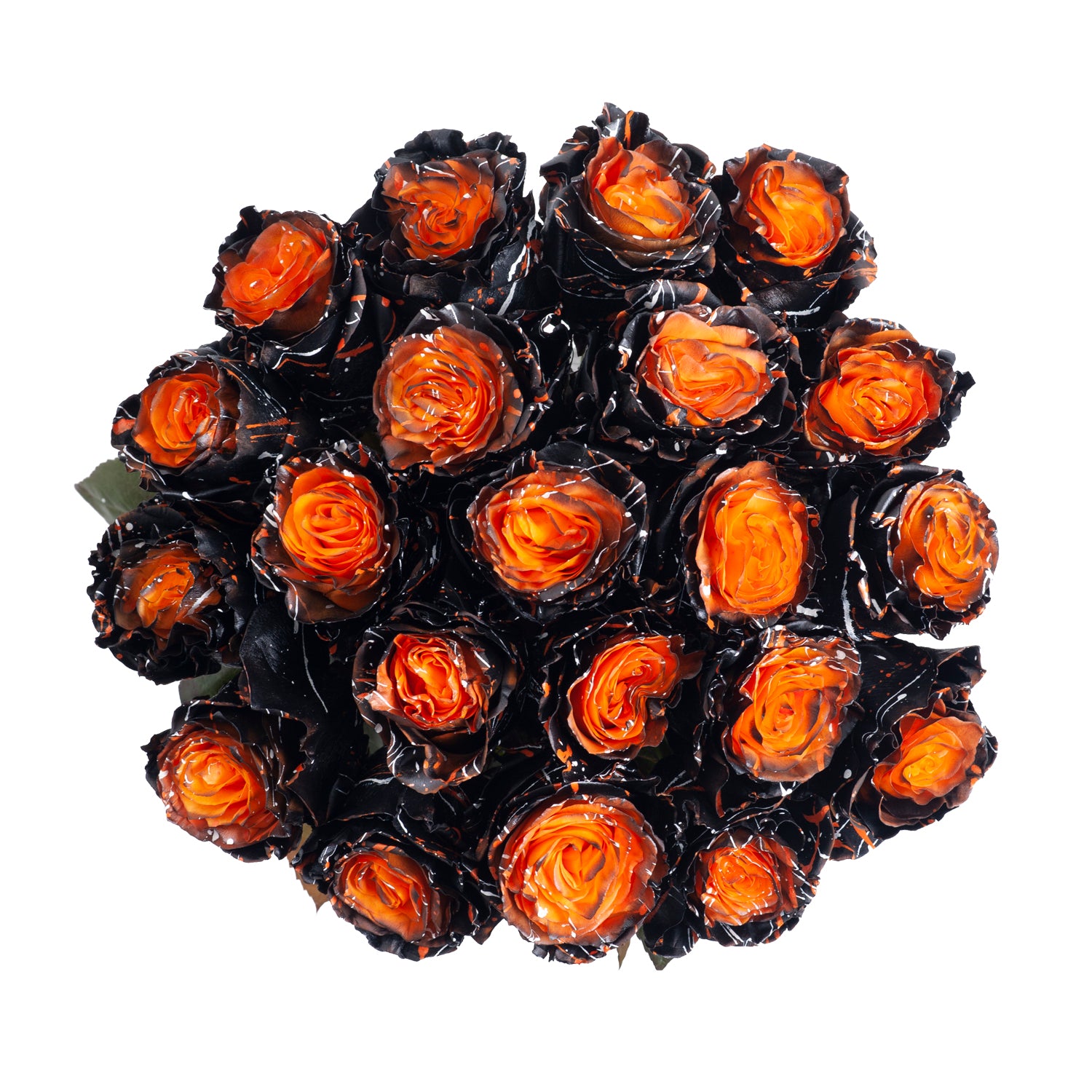 Sleepy Hollow Confetti Painted Roses – Bloomingmore