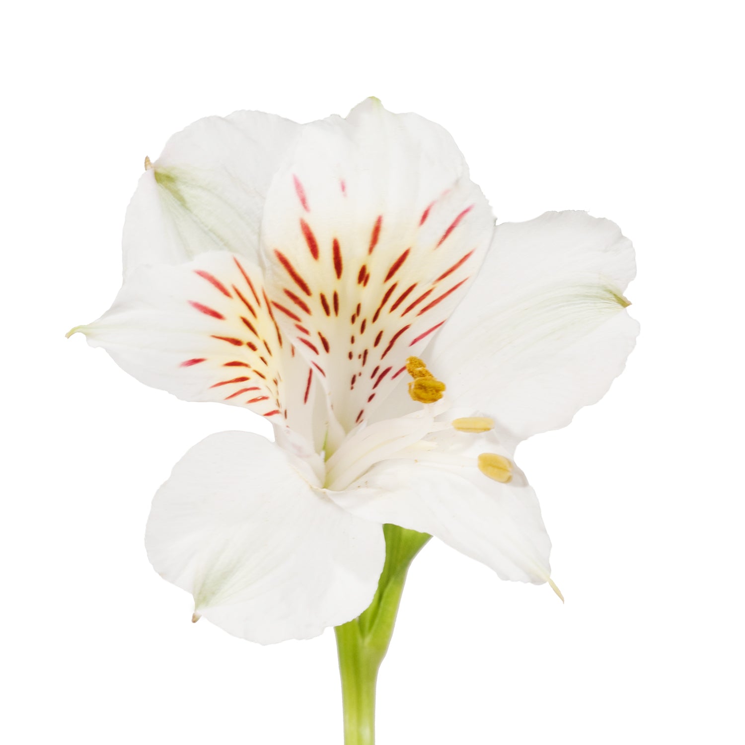 White_Alstroemeria_White_flowe