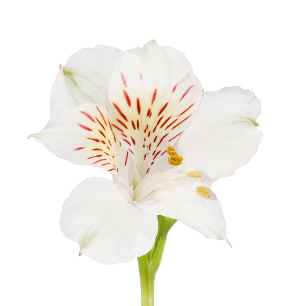 White Alstroemeria