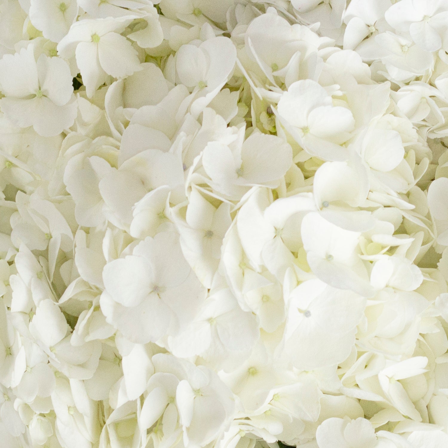 White_Hydrangea_Petals_Bloomin