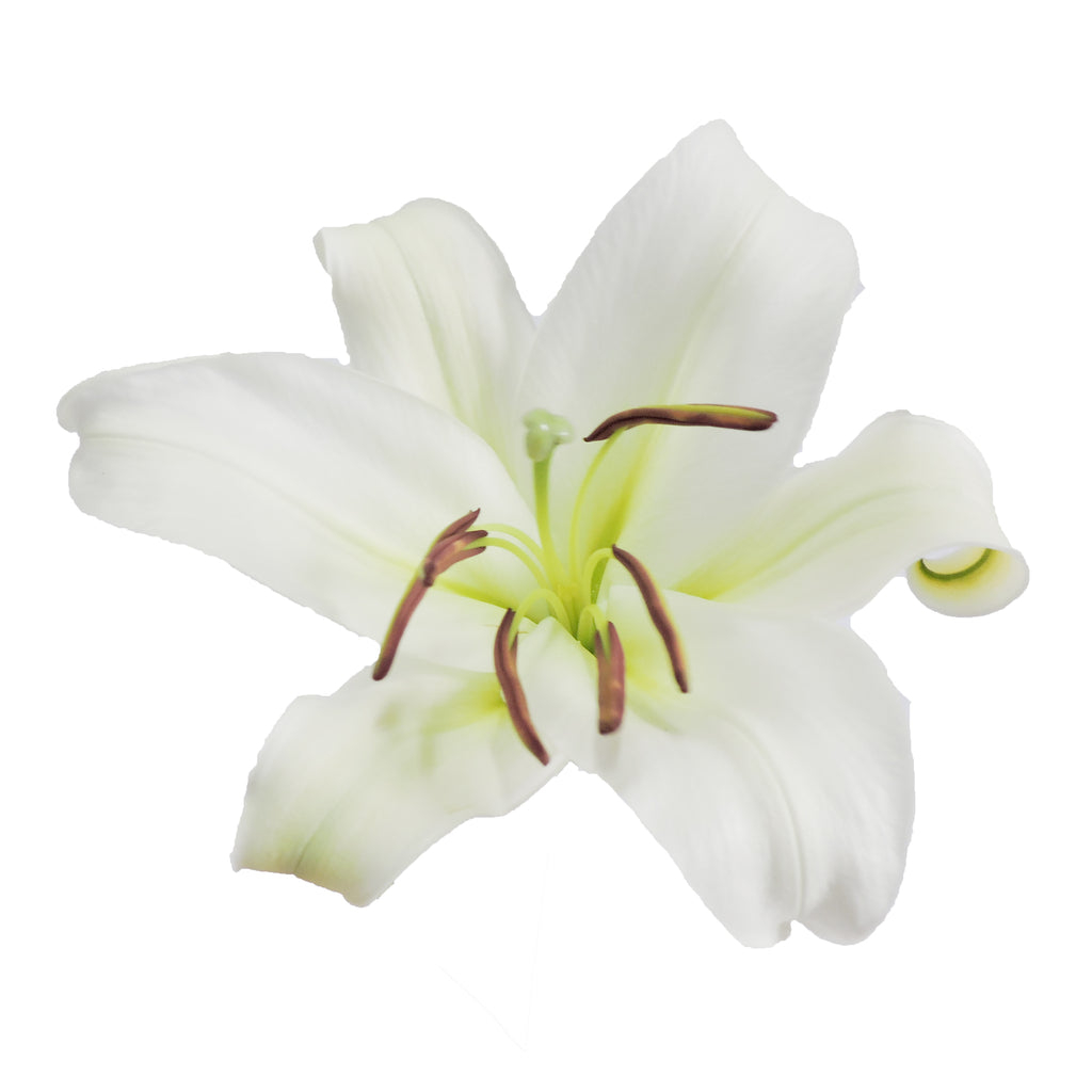 lily single flower White - O.T. Lilies