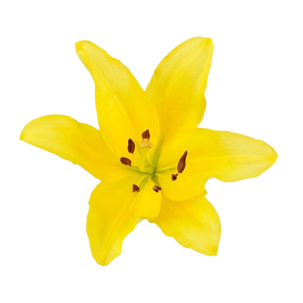 Yellow LA Hybrid Lilies