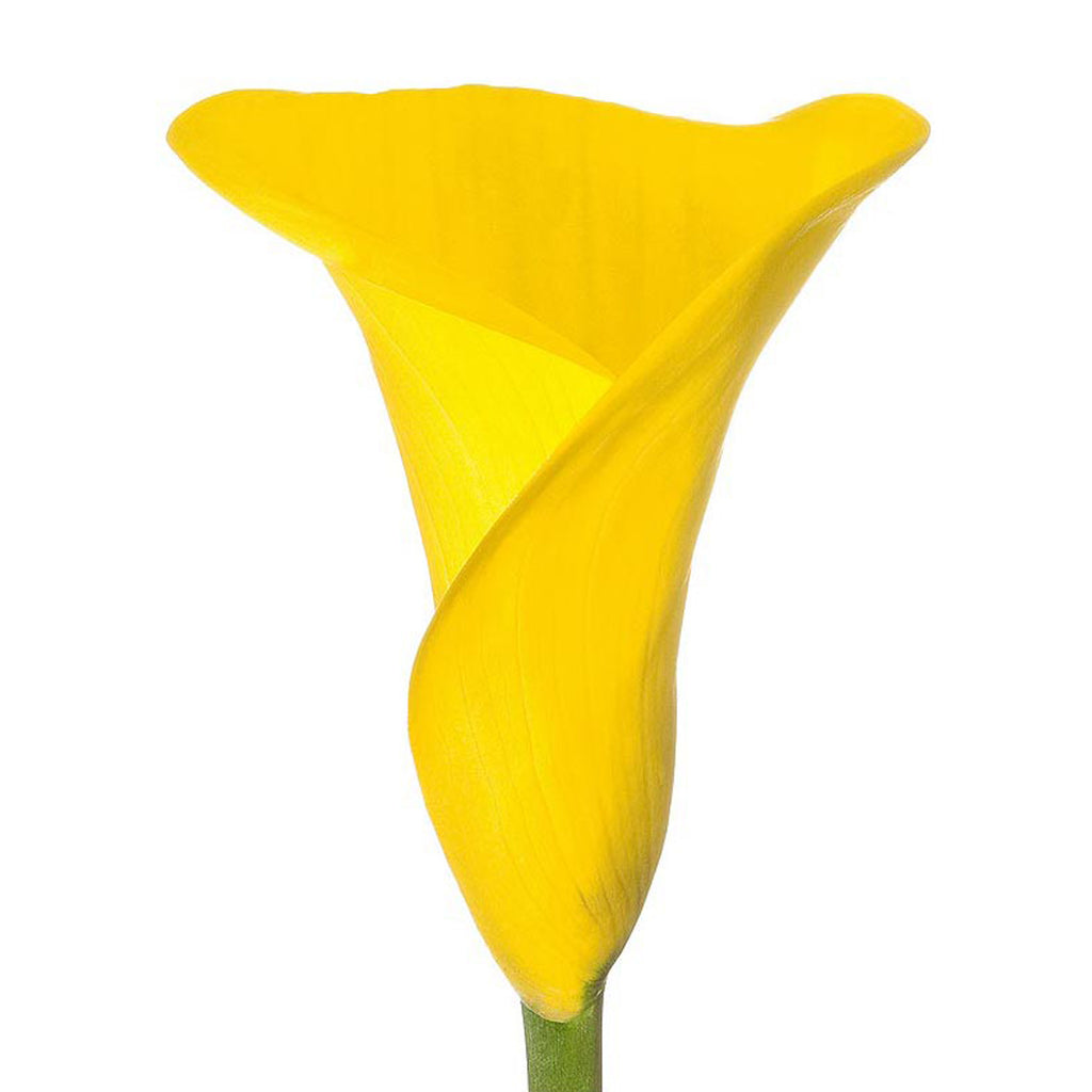 caillou lily flower Yellow Mini Calla Lilies Yellow / 20 Stems