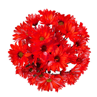 Red Tinted Pompom Daisy Mums