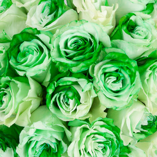Green & White Tinted Roses