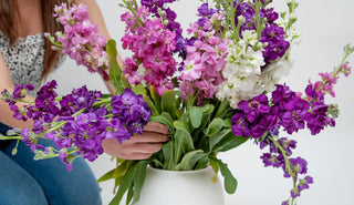 Fresh cut pink and lavender stock flower arrangement in a glass vase showing proper proportion and height from Bloomingmore
