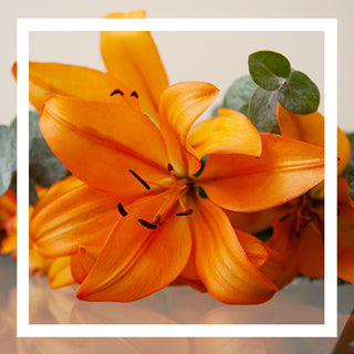 Product of the Month: September - Lilies
