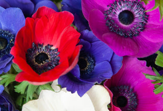 Assorted farm-fresh anemone flowers in red, blue, white, and fuchsia from Bloomingmore for a DIY floral arrangement tutorial