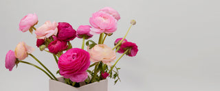 How to Care for Ranunculus: A Complete Guide
