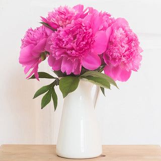 Lush farm-fresh peonies in blush and white tones, perfect for weddings, events, and DIY floral arrangements