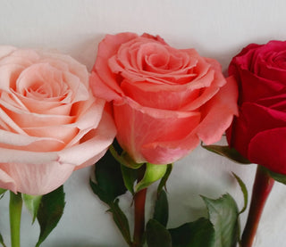 Beautiful assortment of fresh farm-direct roses in shades of light pink hot pink and blush from Bloomingmore for Valentine's Day weddings anniversaries and gifts