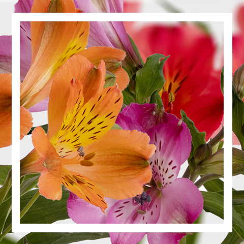 Product of the Month: April - Alstroemeria
