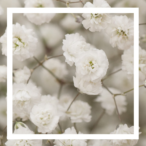 Product of the Month: March - Baby's Breath