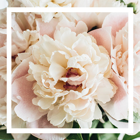 Product of the Month: July - Peonies
