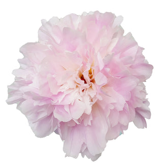 Pink alaskan peonies 