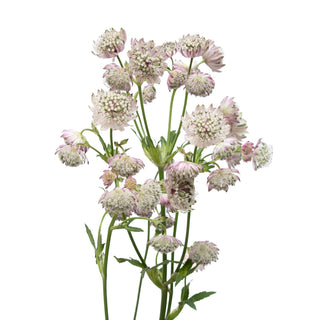 Astrantias