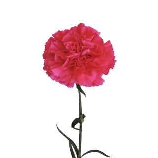 hot pink carnation flower