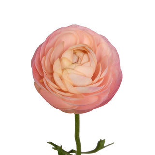 Peach ranunculus flower