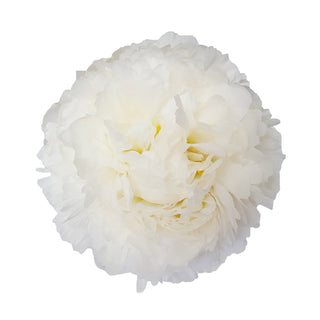 White natural peonies 