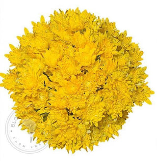 Yellow tinted pompom cushion flowers