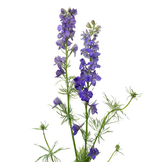 Larkspur