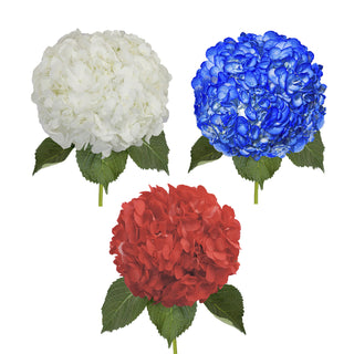 white, red and blue painted hydrangeas, 4th of July flowers