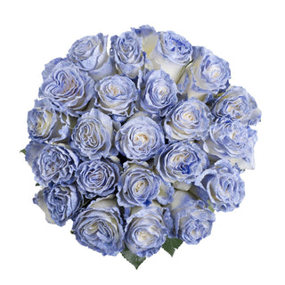 Night stars white and blue painted roses bulk