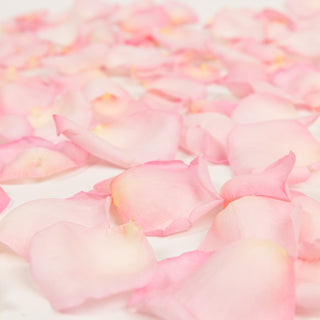 Light pink rose petals