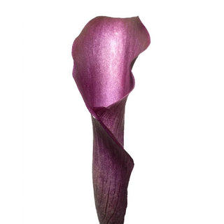 Purple mini calla lilies flower