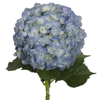 Blue natural hydrangea flower