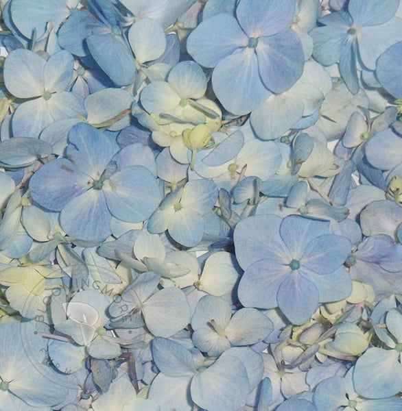 Blue natural hydrangea flower