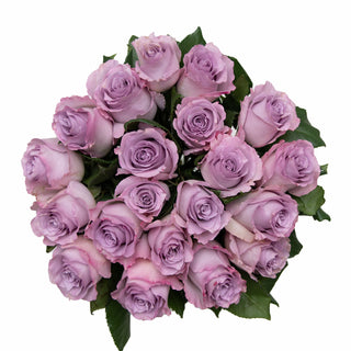 Lavender Roses Collection
