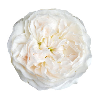 White Roses Collection