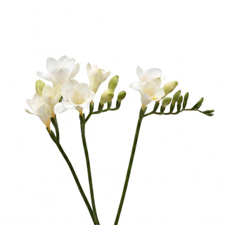 Freesia white