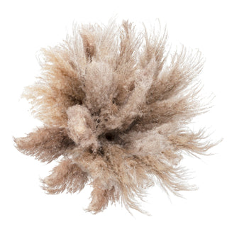 Premium Dried Pampas Cream flowers - fresh-cut flowers by Bloomingmore - ideal for weddings and floral events