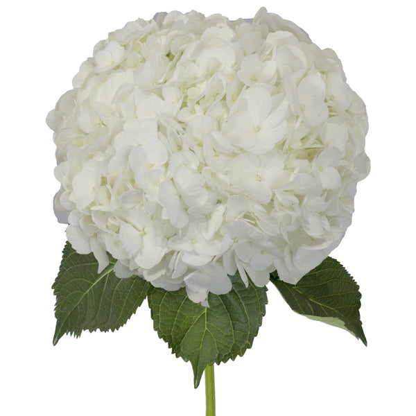 White natural hydrangea flower