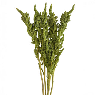 Amaranthus