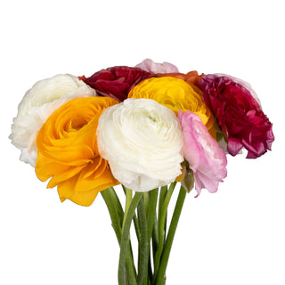 Assorted colors ranunculus flowers