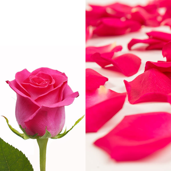 Hot pink roses and rose petals