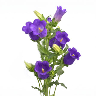Campanula