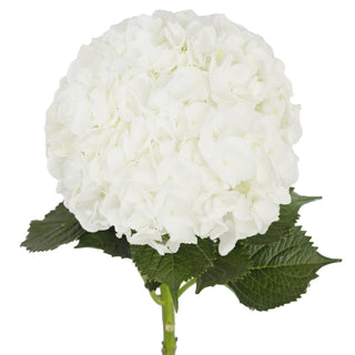 White natural jumbo hydrangea flowers