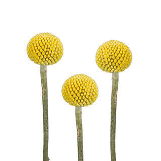 Natural creaspedia flower yellow 