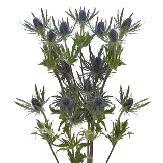 Eryngium blue lagoon filler flower