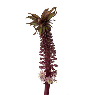 Eucomis purple filler flower