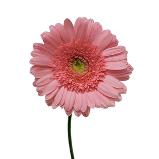 spring flowers, pink gerbera